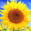 Diamond Painting Grote Zonnebloem voorbeeldafbeelding van het volledige ontwerp