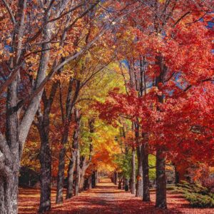 Diamond Painting Herfst Bomen voorbeeldafbeelding van het volledige ontwerp
