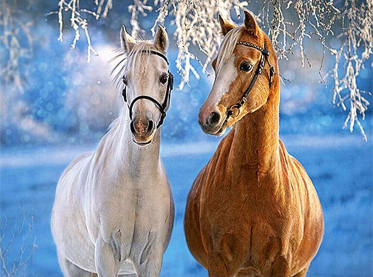 Diamond Painting Het Witte En Bruine Paard Winter voorbeeldafbeelding van het volledige ontwerp