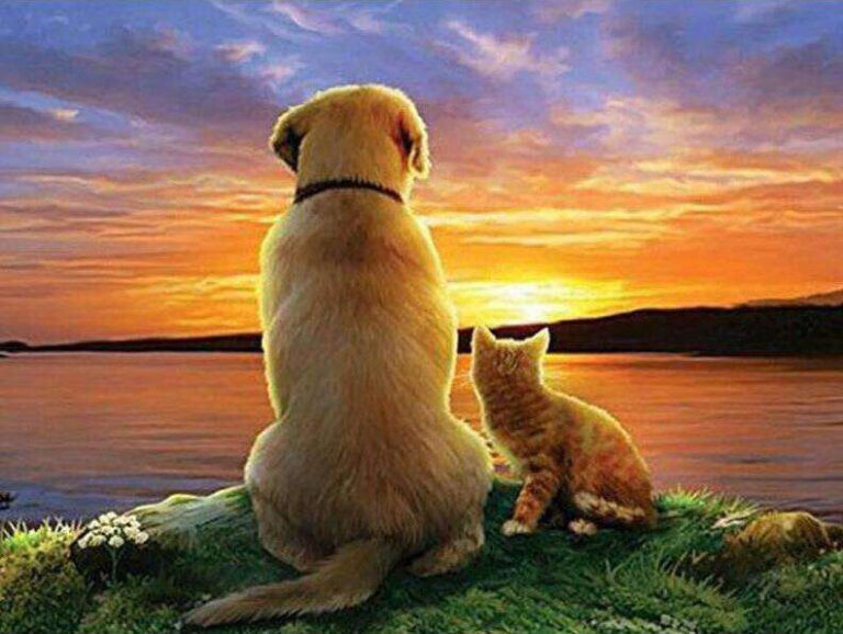 Diamond Painting Hond En Kat bij Zonsondergang voorbeeldafbeelding van het volledige ontwerp