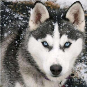Diamond Painting Husky Hond voorbeeldafbeelding van het volledige ontwerp