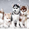 Diamond Painting Husky Pups voorbeeldafbeelding van het volledige ontwerp