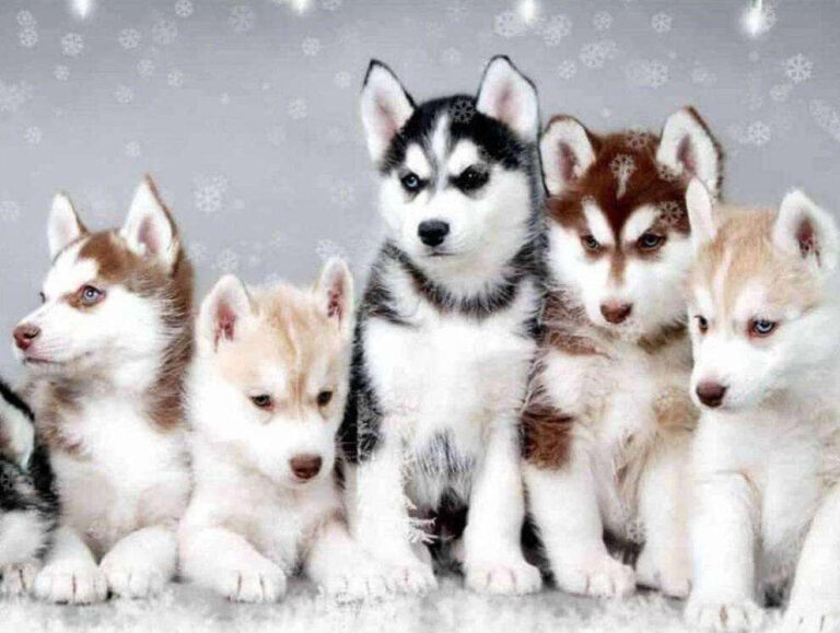 Diamond Painting Husky Pups voorbeeldafbeelding van het volledige ontwerp