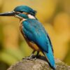 Diamond Painting IJsvogel voorbeeldafbeelding van het volledige ontwerp