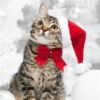 Diamond Painting - Kat met rode kerstmuts voorbeeldafbeelding van het volledige ontwerp