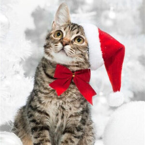Diamond Painting - Kat met rode kerstmuts voorbeeldafbeelding van het volledige ontwerp