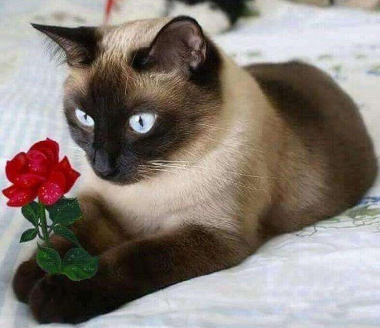 Diamond Painting Kat Met Een Rode Roos voorbeeldafbeelding van het volledige ontwerp