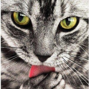 Diamond Painting Kat Met Groene Ogen voorbeeldafbeelding van het volledige ontwerp