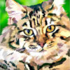 Diamond Painting Kat Met Tijgerstrepen Elvira Clement voorbeeldafbeelding van het volledige ontwerp