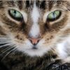 Diamond Painting Kat Portret Groene Ogen voorbeeldafbeelding van het volledige ontwerp