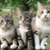 Diamond Painting Katten In Het Bos voorbeeldafbeelding van het volledige ontwerp