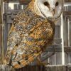 Diamond Painting Kerkuil voorbeeldafbeelding van het volledige ontwerp
