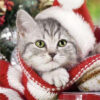 Diamond Painting Kitten Kerstmis voorbeeldafbeelding van het volledige ontwerp