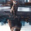 Diamond Painting Kitten Leeuw Water voorbeeldafbeelding van het volledige ontwerp