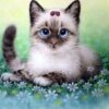 Diamond Painting Kitten Lieveheersbeestje voorbeeldafbeelding van het volledige ontwerp