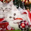 Diamond Painting - Kerstkittens in kerstsok voorbeeldafbeelding van het volledige ontwerp