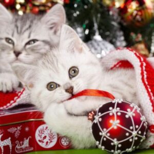 Diamond Painting - Kerstkittens in kerstsok voorbeeldafbeelding van het volledige ontwerp