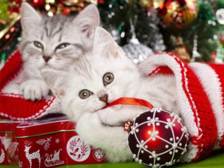 Diamond Painting - Kerstkittens in kerstsok voorbeeldafbeelding van het volledige ontwerp