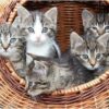 Diamond Painting Kittens In Een Mand voorbeeldafbeelding van het volledige ontwerp