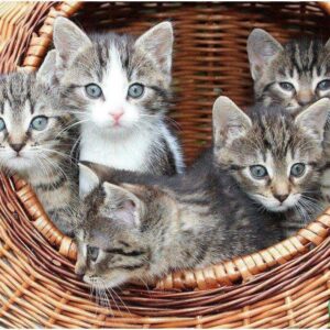 Diamond Painting Kittens In Een Mand voorbeeldafbeelding van het volledige ontwerp