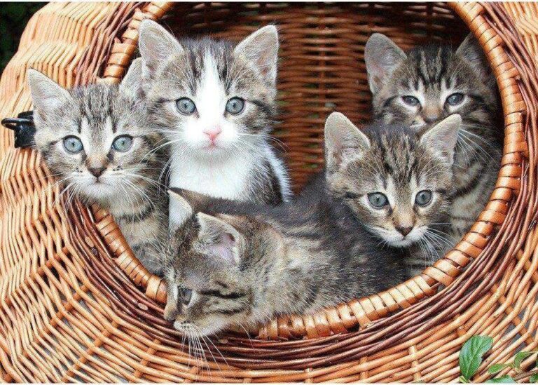 Diamond Painting Kittens In Een Mand voorbeeldafbeelding van het volledige ontwerp