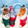 Diamond Painting Kittens In Kerstsok voorbeeldafbeelding van het volledige ontwerp
