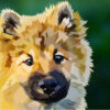 Diamond Painting Kleine Pup Elvira Clement voorbeeldafbeelding van het volledige ontwerp