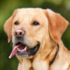 Diamond Painting Labrador voorbeeldafbeelding van het volledige ontwerp