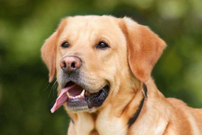 Diamond Painting Labrador voorbeeldafbeelding van het volledige ontwerp