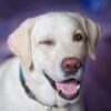 Diamond Painting Labrador Knipoog voorbeeldafbeelding van het volledige ontwerp