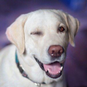 Diamond Painting Labrador Knipoog voorbeeldafbeelding van het volledige ontwerp