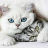 Diamond Painting Lieve Poesjes voorbeeldafbeelding van het volledige ontwerp