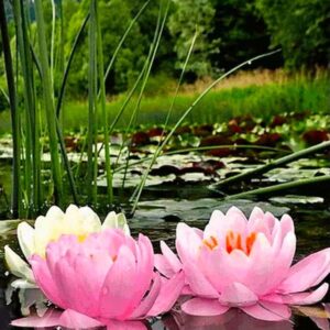 Diamond Painting - Roze lotusvijver voorbeeldafbeelding van het volledige ontwerp