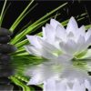 Diamond Painting Lotusbloem voorbeeldafbeelding van het volledige ontwerp