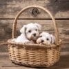 Diamond Painting Maltees Puppy In Mandje voorbeeldafbeelding van het volledige ontwerp