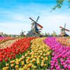 Diamond Painting Molens In Tulpenveld voorbeeldafbeelding van het volledige ontwerp