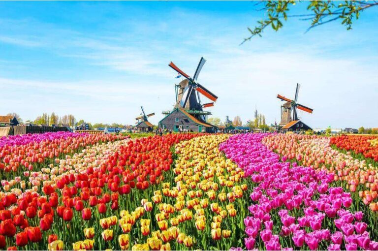 Diamond Painting Molens In Tulpenveld voorbeeldafbeelding van het volledige ontwerp