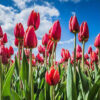 Diamond Painting Nederlandse Tulpen voorbeeldafbeelding van het volledige ontwerp