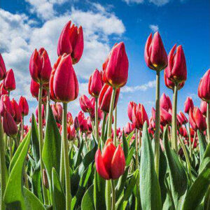 Diamond Painting Nederlandse Tulpen voorbeeldafbeelding van het volledige ontwerp