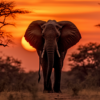 Diamond Painting Olifant Zonsondergang voorbeeldafbeelding van het volledige ontwerp