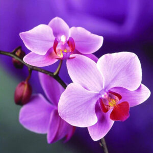 Diamond Painting Orchidee voorbeeldafbeelding van het volledige ontwerp