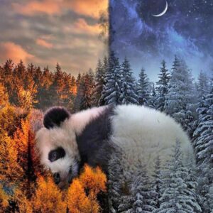 Diamond Painting - Slapende panda in winterbos voorbeeldafbeelding van het volledige ontwerp