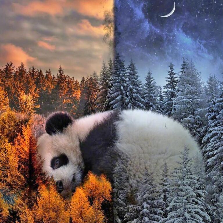 Diamond Painting - Slapende panda in winterbos voorbeeldafbeelding van het volledige ontwerp