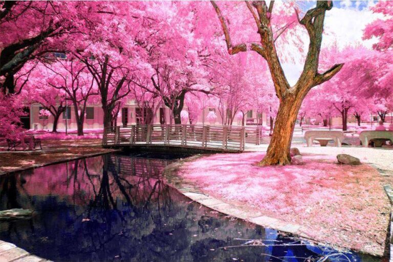 Diamond Painting Park Roze Bloesem voorbeeldafbeelding van het volledige ontwerp