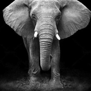 Diamond Painting Portret Van Olifant voorbeeldafbeelding van het volledige ontwerp