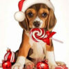 Diamond Painting Puppy voorbeeldafbeelding van het volledige ontwerp