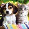Diamond Painting Puppy En Kitten Samen voorbeeldafbeelding van het volledige ontwerp