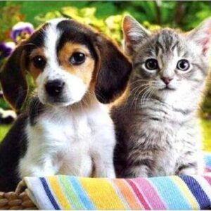 Diamond Painting Puppy En Kitten Samen voorbeeldafbeelding van het volledige ontwerp
