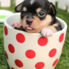 Diamond Painting Puppy In Kopje voorbeeldafbeelding van het volledige ontwerp