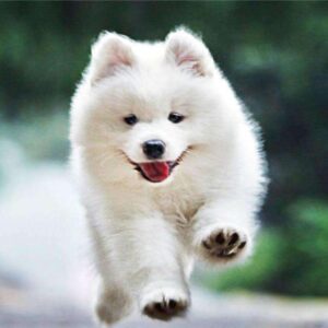 Diamond Painting Puppy Rennen voorbeeldafbeelding van het volledige ontwerp